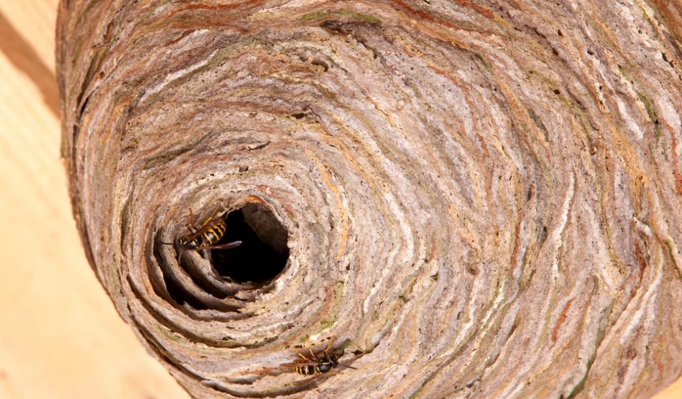 Wasp warning after wet and warm winter The Devon Daily